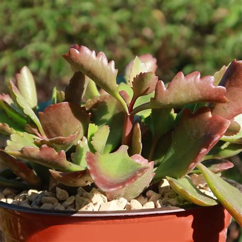 Must Have Kalanchoe Sexangularis Add To Cart Planet Desert