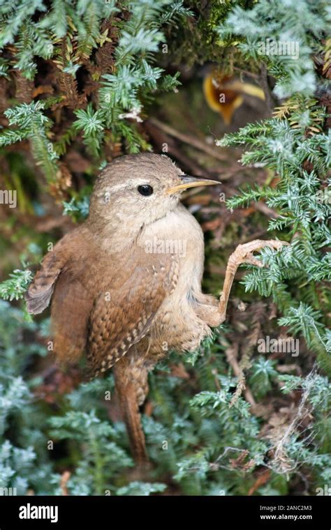 Wren Feeding Babies In Nest Stock Photo Alamy