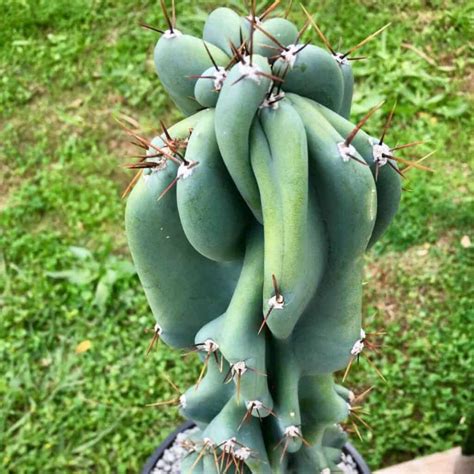 Cereus Peruvianus Monstrose Care