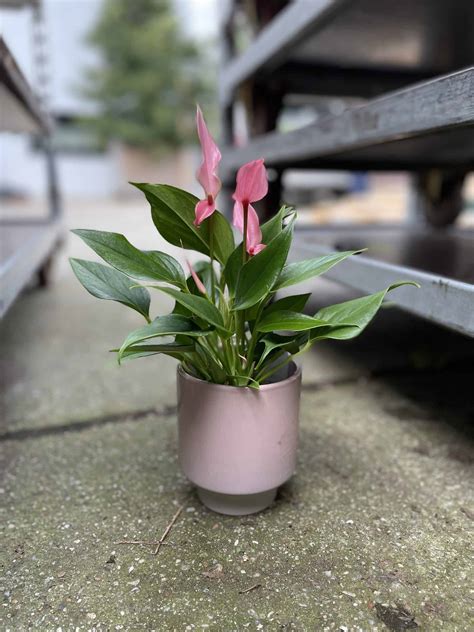 Anthurium Champion Lilli Jungle Boogie