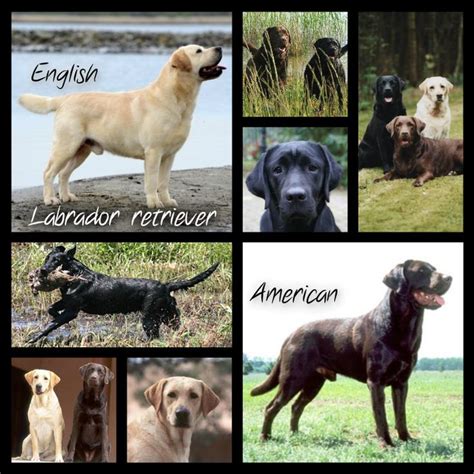 Labrador Breeds