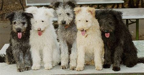 Pumi Dog Breed Information and Pictures - PetGuide | PetGuide