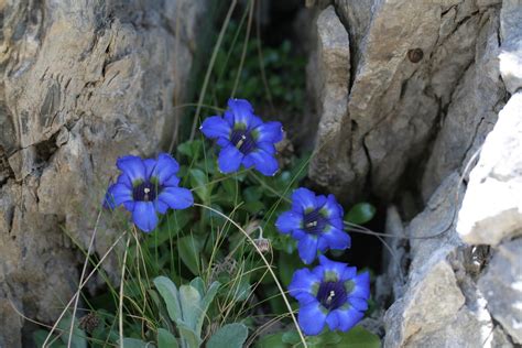 Biodiversit Al Via Progetto Ue Per Salvare Piante Italiane Da Estinzione