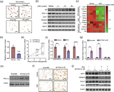 Color Online Dexamethasone DEX Inhibits Transcription Of Ppargc1a