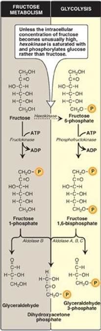 C Kinetics Of Fructose Metabolism