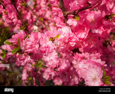 Pink plum tree flowers in bloom Stock Photo - Alamy