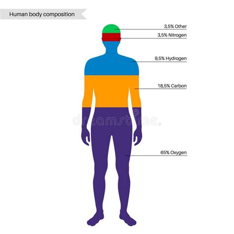 Composici N Corporal Humana Ilustraci N Del Vector Ilustraci N De