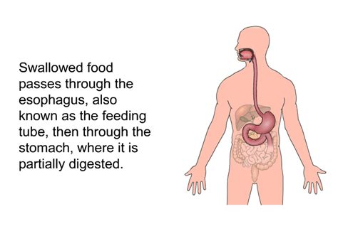 Patedu Upper Gi Endoscopy And Colonoscopy