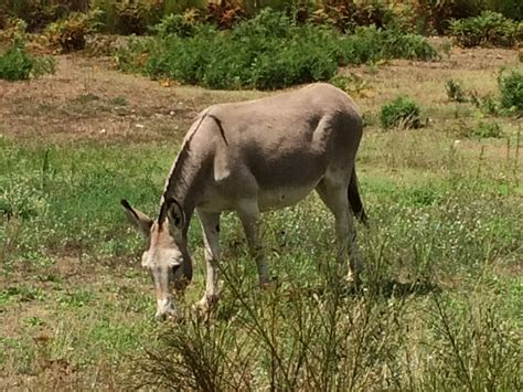 Âne qui broute ! | Animals, Horses