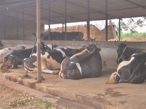 Indian Cattle Shed Design