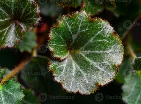 Saxifraga Stolonifera - Close-up of a plant leaf from the collection of