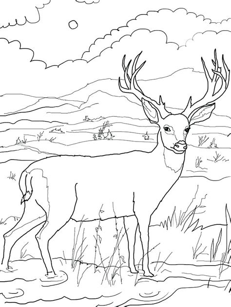 Coloring Pages Of Whitetail Deer