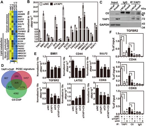 Interaction Between Coup Tfii And Yap1 Co Regulate Cancer Download