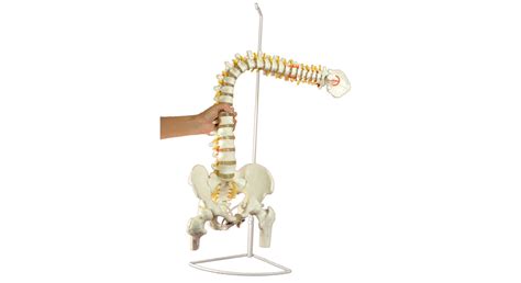 Super Flexible Spine Model With Pelvis And Femur Heads Life Size Cm