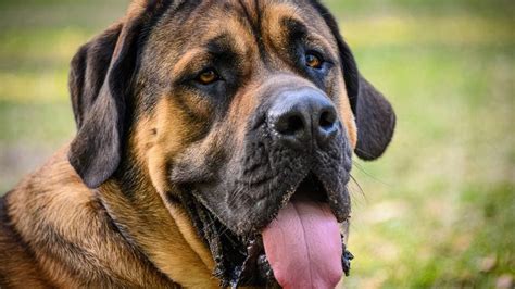 Top 20 Largest Dog Breeds Forbes Advisor Canada