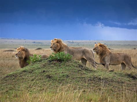 Liderazgo Gatito Controversia Temperate Savanna Sucio Pocos En