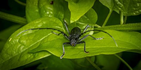 Long horned beetle by chavender | ePHOTOzine