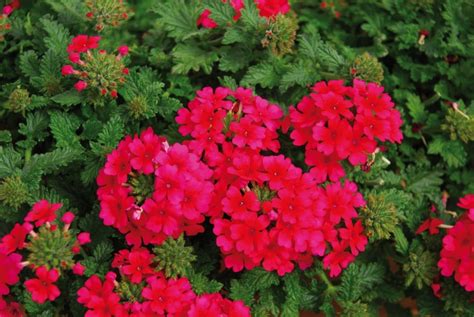 Verbena Cultivars Lascar™ Hot Rose Eberts Greenhouse