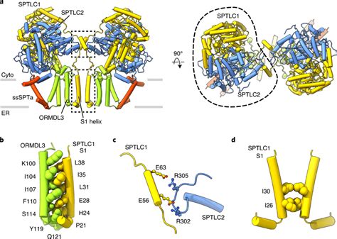 Structure Of The Human Sptorm Complex A Structure Of The Sptorm