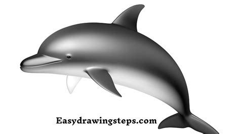 how to draw a dolphin easy steps