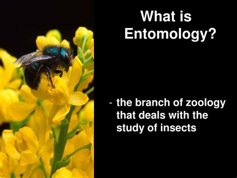 Ppt Entomology Powerpoint Presentation Free Download Id 23956