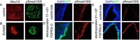 Figure From Opposing Fgf And Bmp Activities Regulate The