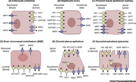 Clinical Implications Of Folate Transport In The Central Nervous System