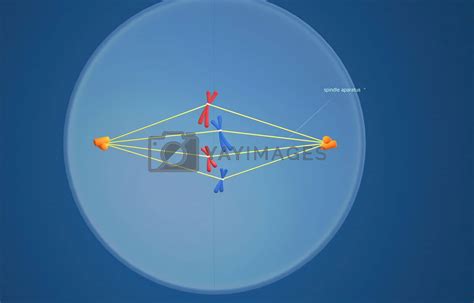 In cell biology, mitosis is a part of the cell cycle in which ...