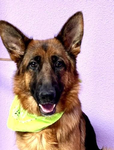 Need a new best friend? | Features | davisenterprise.com