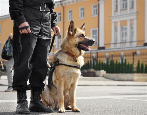 Why Are German Shepherds Used as Police Dogs? | Hepper