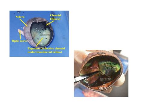 Structures Of The Eye And Sheep Eye Dissection Prep Ppt Download