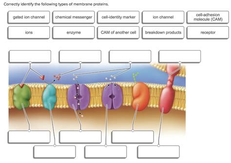 Types Of Membrane Proteins