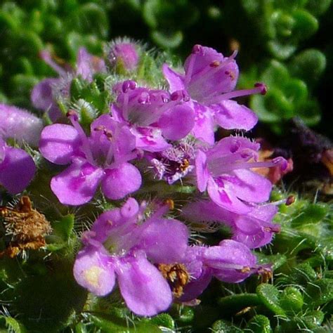 Thymus Serpyllum Elfin Thym Serpolet Couvre Sol Aromatique Thym