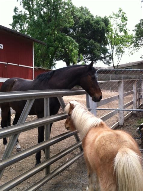 Stormy And Bobby K Loma Vista Farm