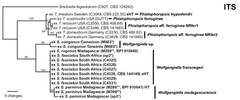 The Single Most Parsimonious Tree Produced From Analysis Of Its Rdna Download Scientific