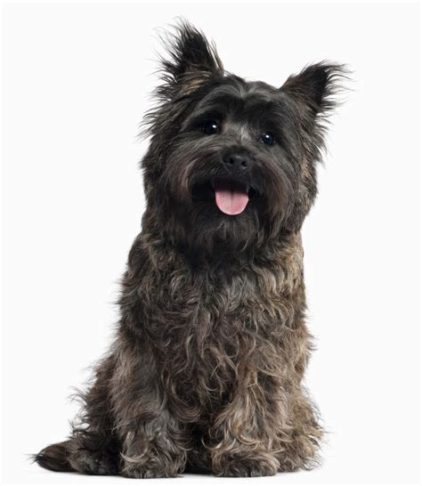 Animals World: cute animals of black cairn terrier puppies pictures