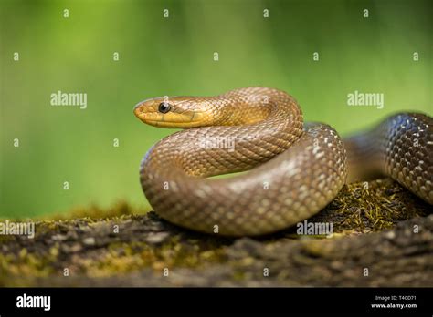 Zamenis Longissimus Fotos Und Bildmaterial In Hoher Aufl Sung Alamy