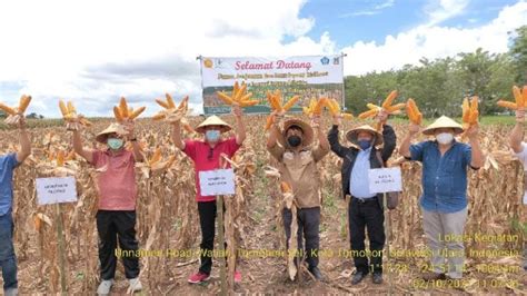 Teknologi Budidaya Jagung Nasa 29 Di Lahan Rawa Sulteng Technology