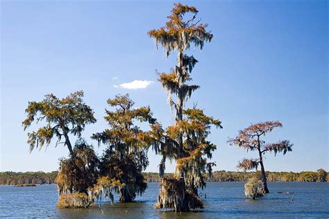 Lake Martin Louisiana Bald Cypress Covered With Spanish M… Flickr