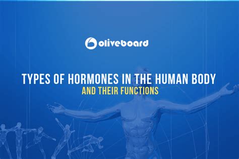 Types Of Hormones In The Human Body And Their Functions Oliveboard