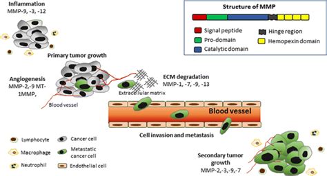 Role Of Matrix Metalloproteinases In Cancer Progression Inset Shows