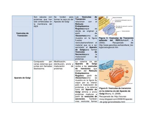 Cuadro Sinoptico De Organelos Celulares Rudenko