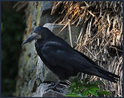 Rook Corvus Frugilegus Bird Photo Dark Ink Aquatic Birds