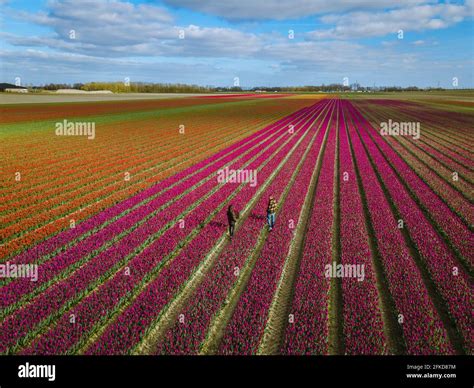 Aerial view of bulb-fields in springtime, colorful tulip fields in the ...