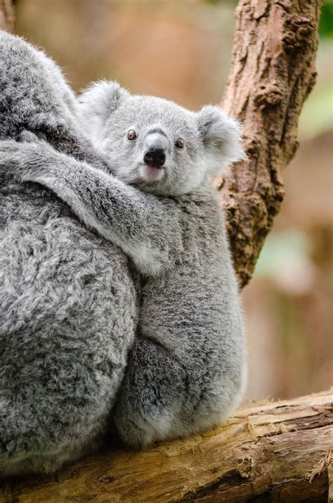 Koala facts for kids – Artofit