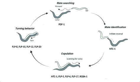 Cycle Of Events During Mating In C Elegans The Neuropeptides Download Scientific Diagram