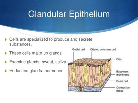 Famf Module 2 Epithelial Tissue