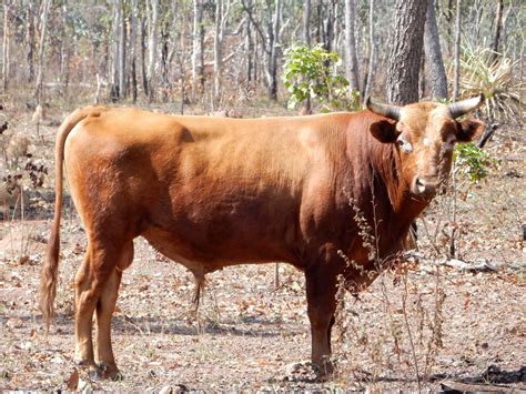 photo oxen animals farm grassing   jooinn