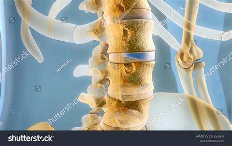 Sacral Nerve Stimulation Known Sacral Neuromodulation Stock