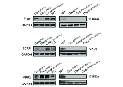 Western Blot Analysis Of P Gp Bcrp And Mrp Protein Expression In Wt